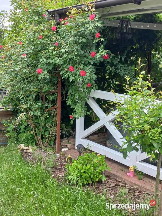 Dzialka ROD Bernatówka64 Sprzedaż Dys