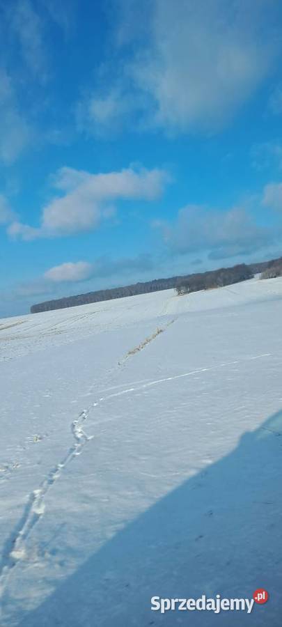 Działka leśna rolna polna Kozłów