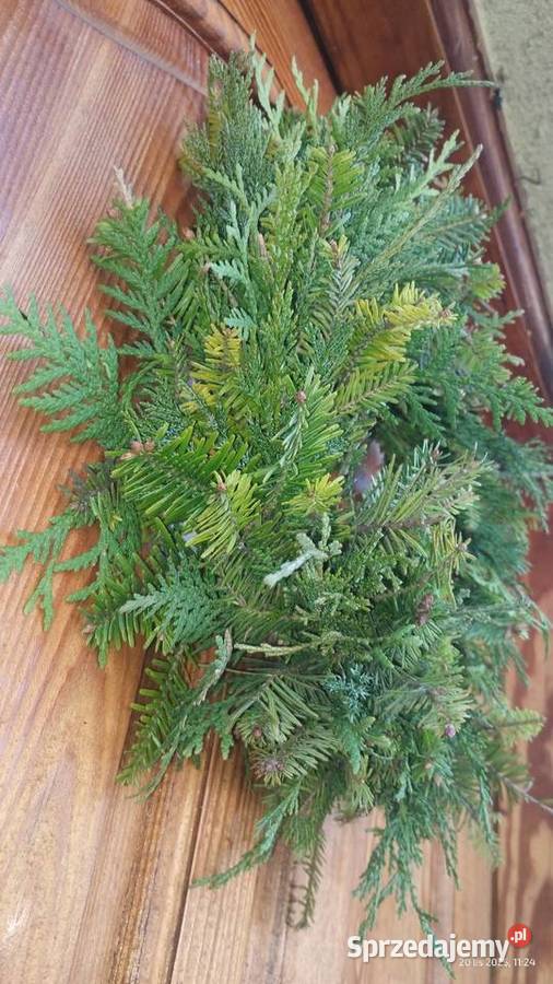 Wianek żywy podkład jodła thuja jałowiec 30 sprzedam