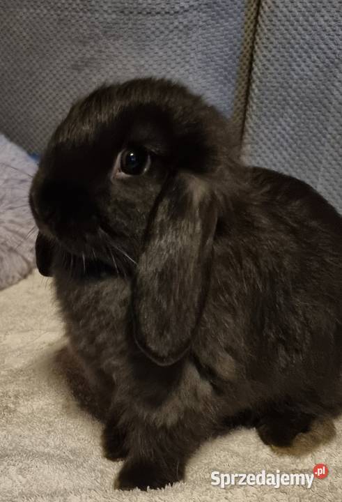 Królik baranek mini lop Pyrzowice sprzedam