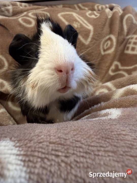 świnka morska cavia domowa SAMIEC małopolskie Tarnów