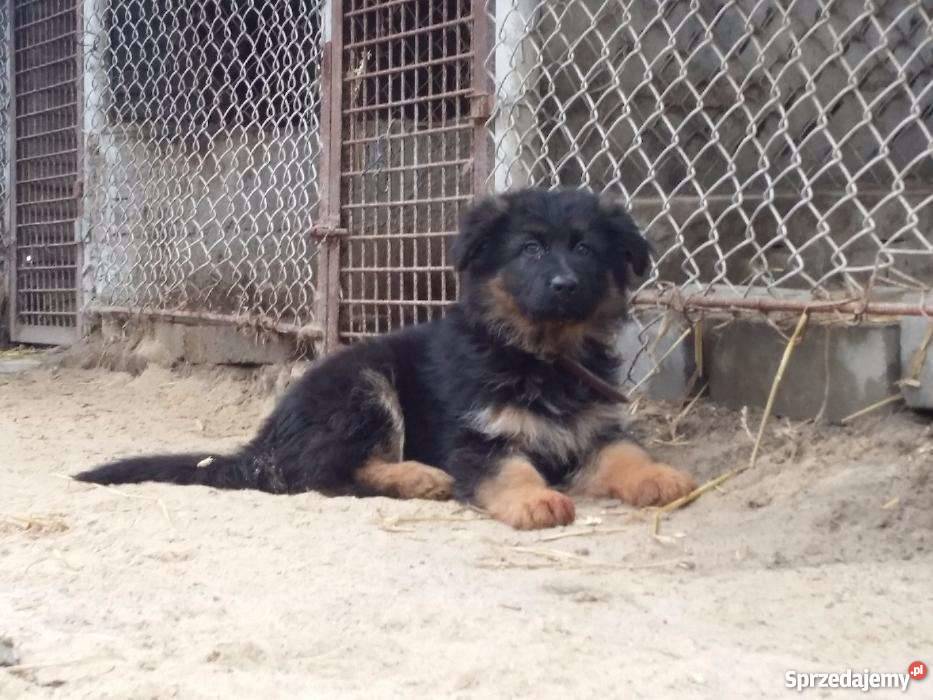 Owczarek niemiecki Inowrocław