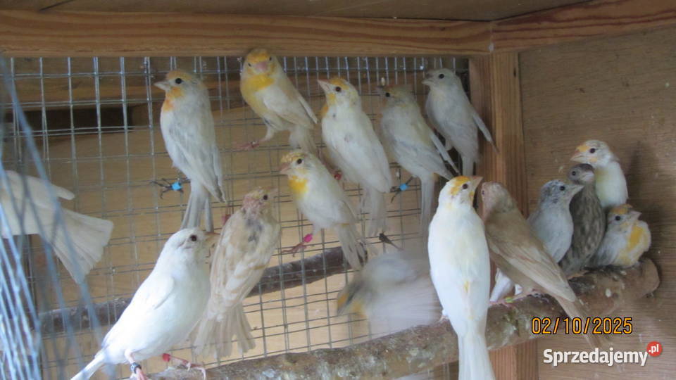 Gile meksykańskie samce Bydgoszcz