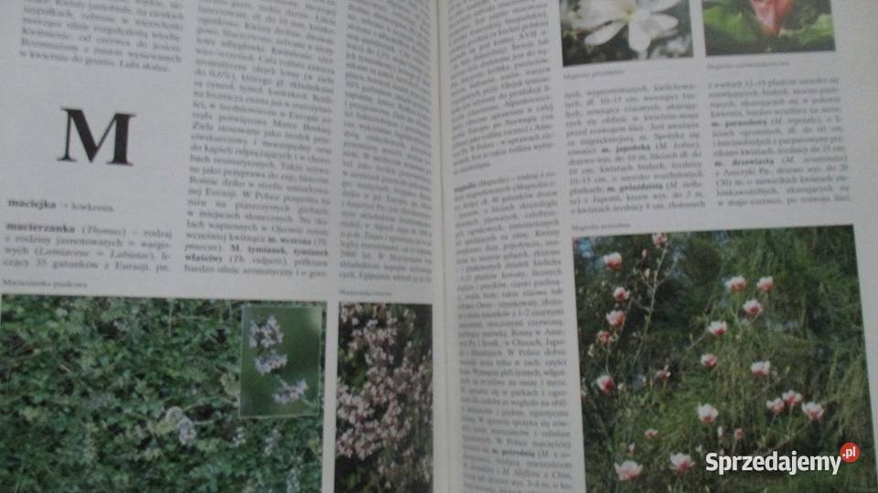 Kwiaty w mieszkaniuNasza PrzyrodaRośliny ozdobne Łódź