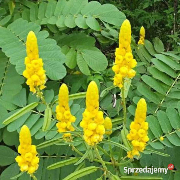 STRĄCZYNIEC OSKRZYDLONY Cassia Alata NASIONA Lubanie