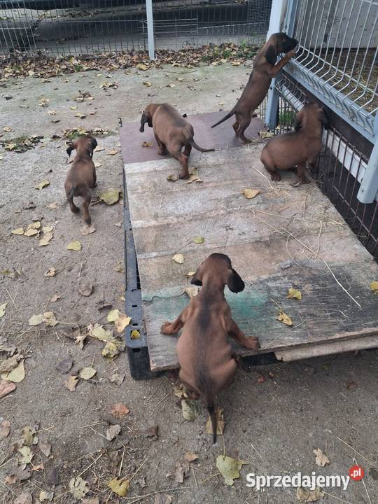 Posokowiec bawarski małopolskie Brzesko