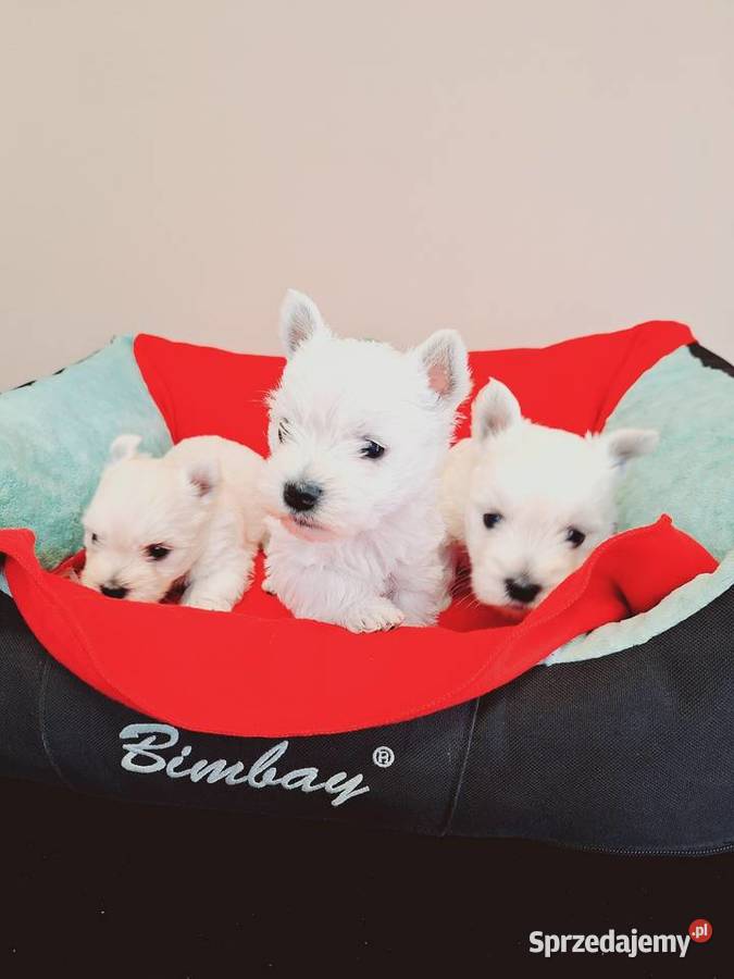 West suczki I pieski Przysucha sprzedam