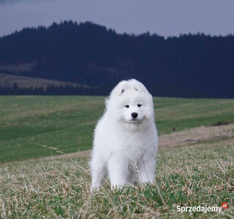 Samoyed Szczeniaczki MIOT ZIMA 2023 FCI ZKwP Grywałd