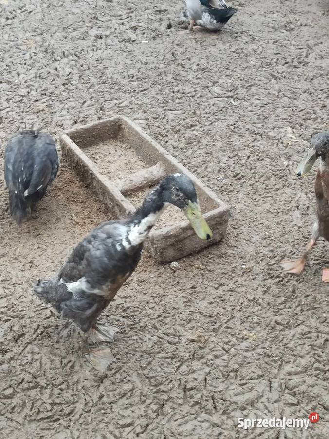 Kaczki biegusy biegusy indyjskie lubelskie