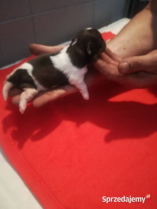 shihtzu suczka warmińsko-mazurskie Olsztyn