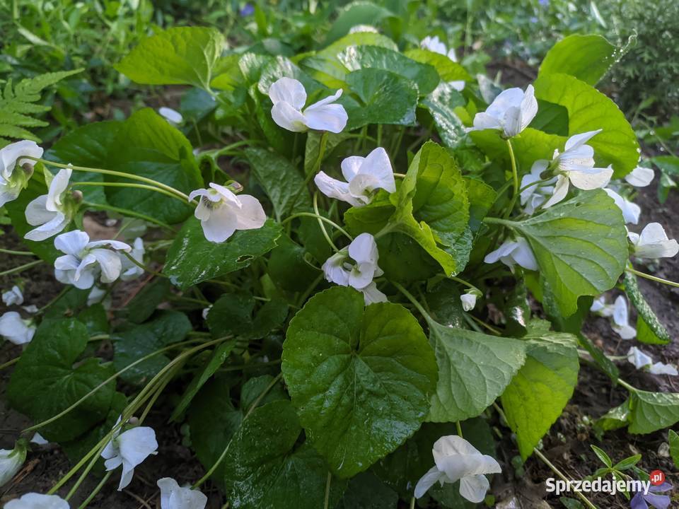 Fiołek Motylkowy Biały Alba Dom i Ogród