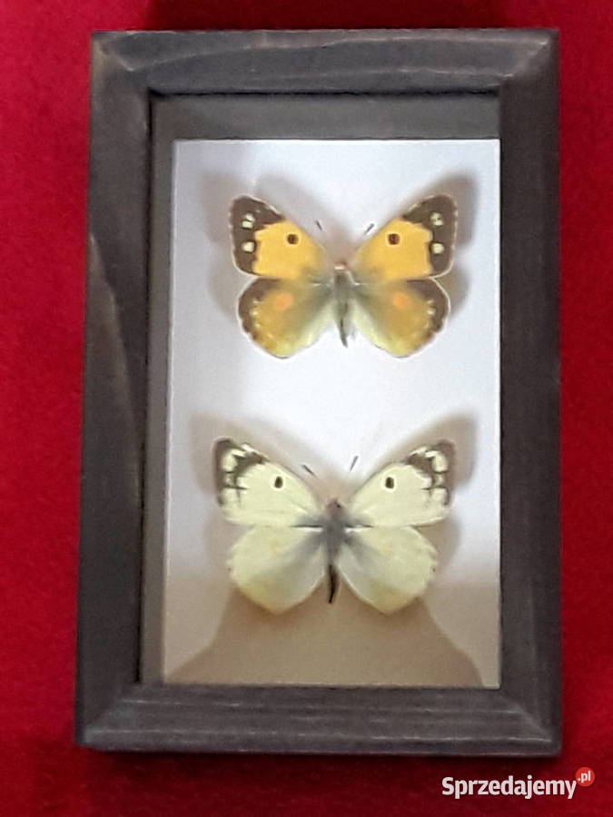 Motyle w ramce 8x12 Colias myrmidone i hyale sprzedam