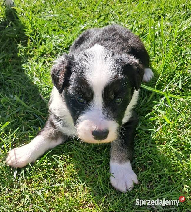 Border Collie piesek BERNIE z hodowli NEGRESSE Porąbka Uszewska