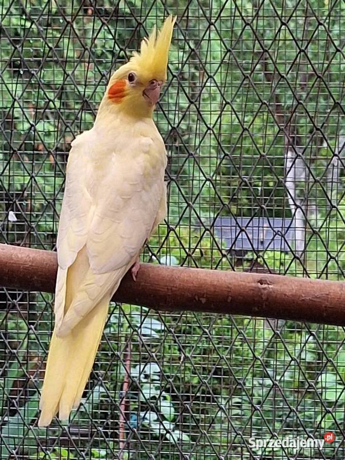 Młode nimfy lutino Szubin