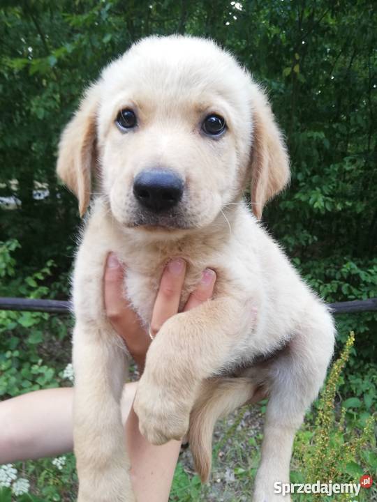 Śliczne goldenki Radomsko