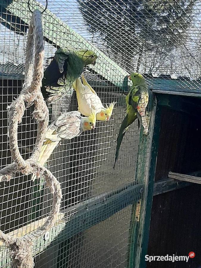 Papugi nimfy para Skała