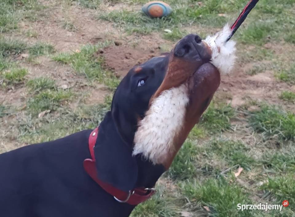 Newton Championie stabilny inteligentny z Doberman Lublin