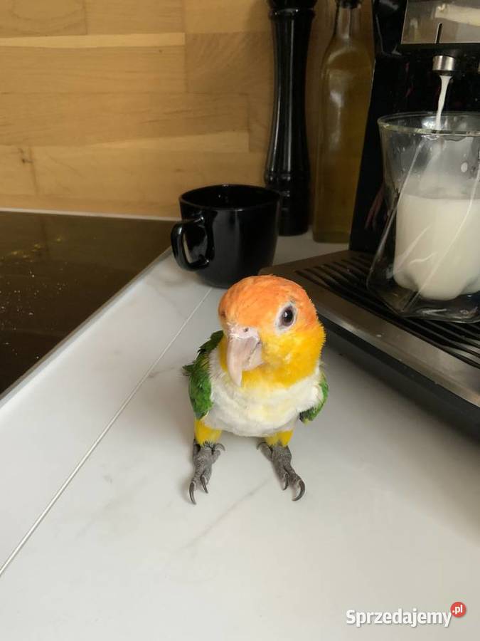 Barwinka białobrzucha oswojona samiec Zwierzęta śląskie Mysłowice