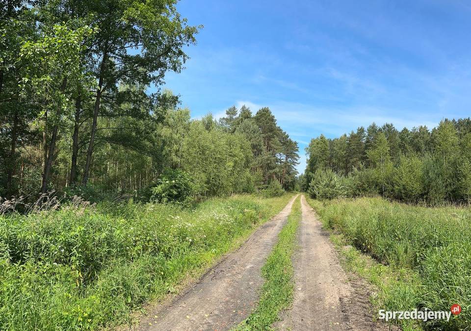 Działka z pięknym drzewostanem rolna Trzebule