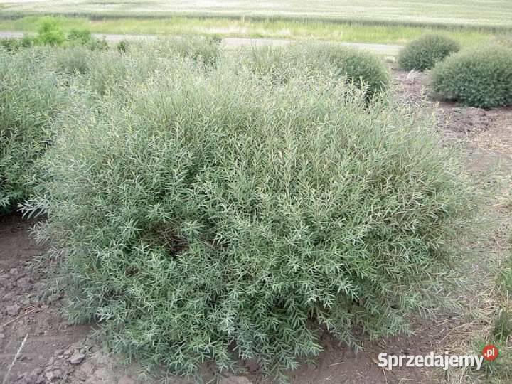 Sadzonki drzewek liściastych Liściaste lubelskie Lublin