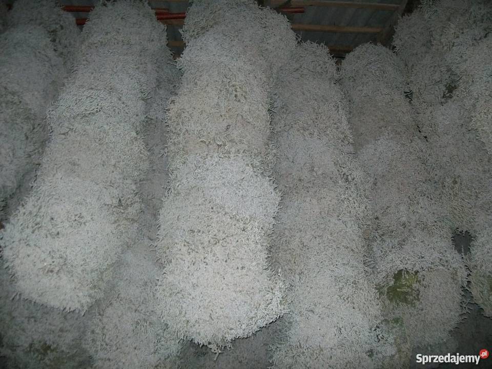 Zatrwian tatarski statycja