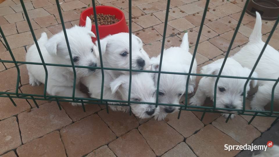 West Highland Terrier SPRZEDAM ZAMIENIĘ PSA PSA małopolskie