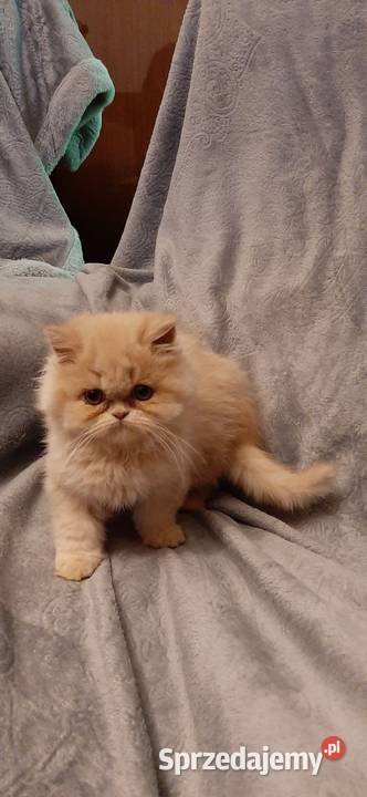 Kotykotkikocięta Perskie Bydgoszcz