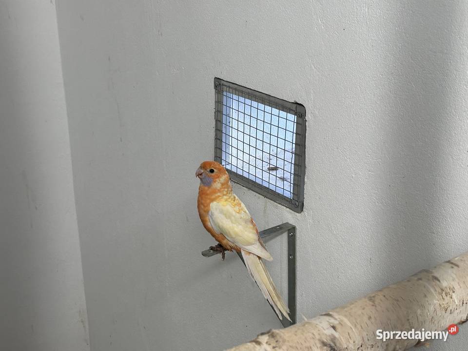 Rozelle królewskie samce Ptaki