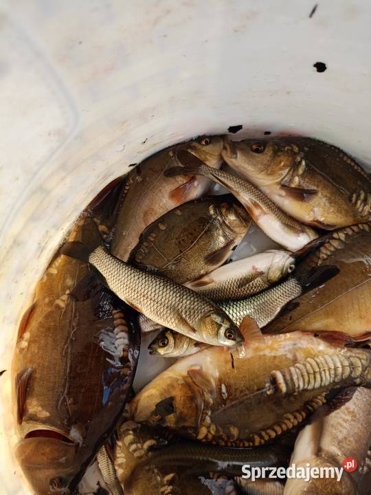 Karp amur narybek