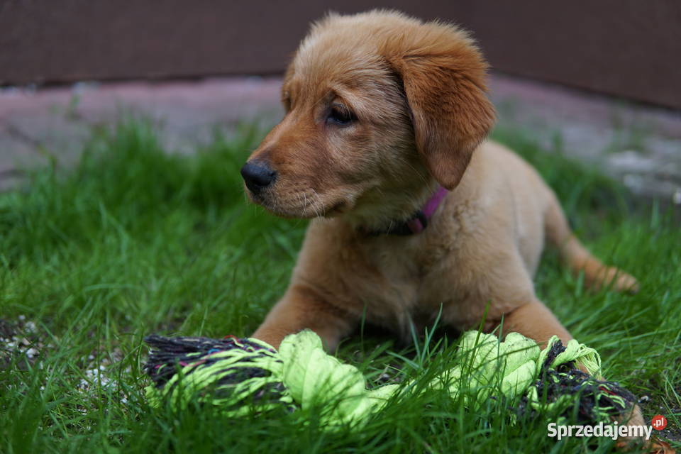 Szczeniak Golden Retriever Rzeszów