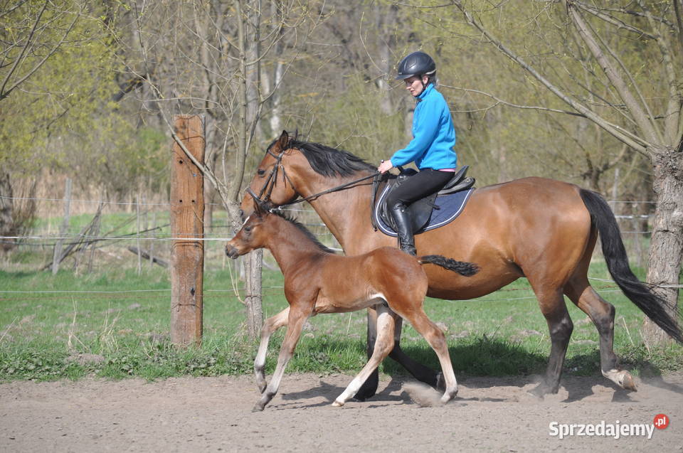 JATAGAN źrebak małopolski Zwierzęta Mogielnica