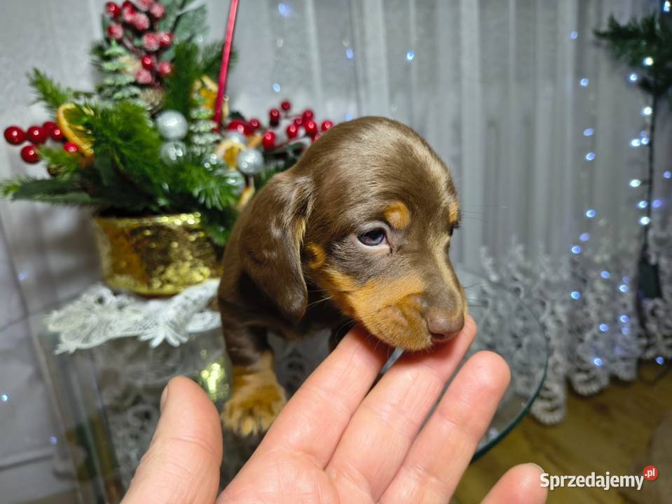Jamniczek Choco Czekoladowy