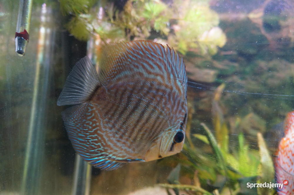 Paletki młode i dorosłe Lublin sprzedam