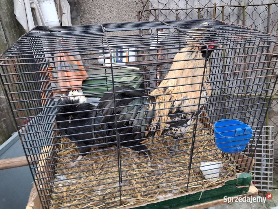 Kury silki dolnośląskie Miękinia