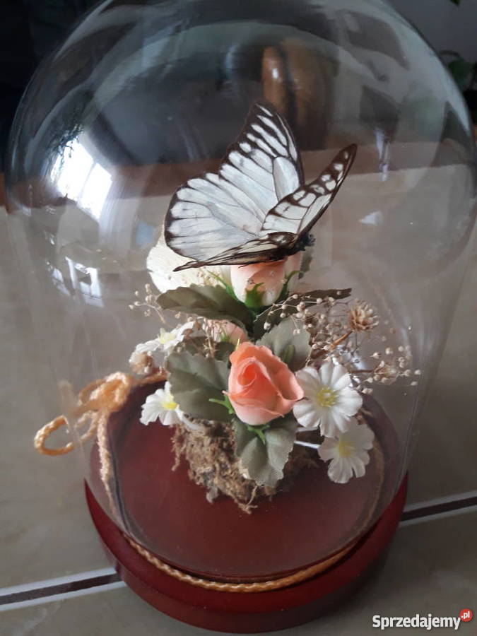 Wieczne motyle pod szklaną kopułą Janów Lubelski