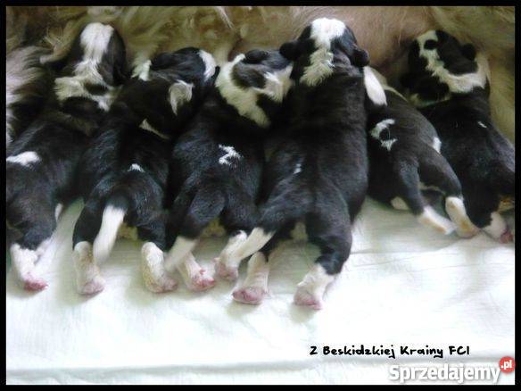 Bernardyn bernardyny szczenięta z metrykami Żywiec sprzedam