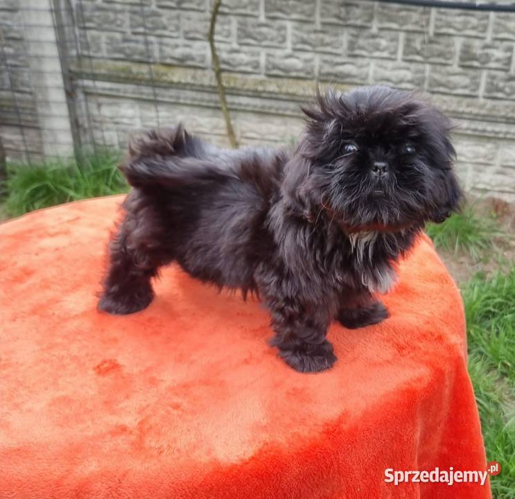 Piesek SHIH TZU do rezerwacji Shih Tzu sprzedam