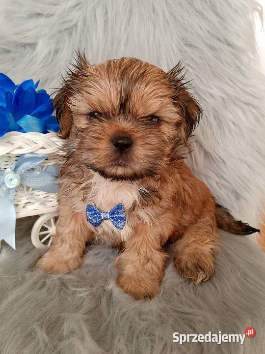 Gotowy do odbioru piesek rasy ShihTzu Wieruszów