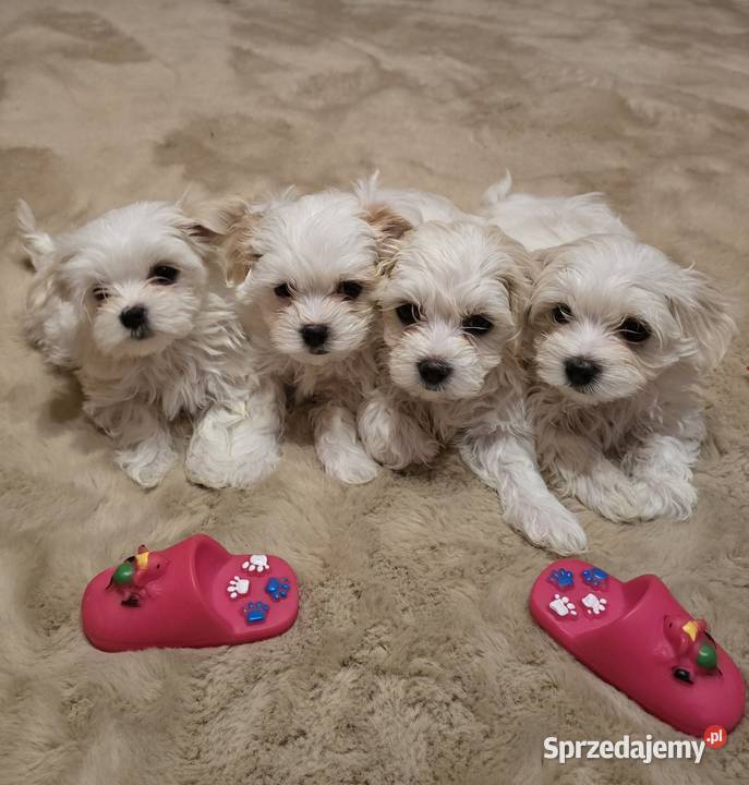 Morkie York Maltańczyk Suczki i Pieski Siewierz sprzedam