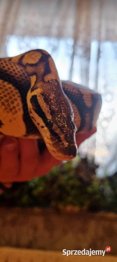 Pyton królewski z terrarium małopolskie Bobrek