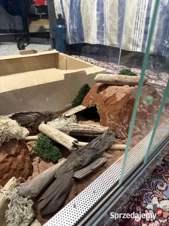 Wąż Pyton królewski Piebald Pied SMILE cb21 Gdańsk