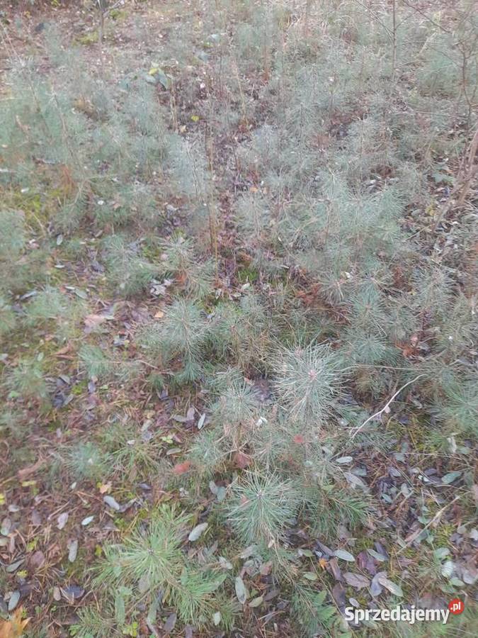 SADZONKI SOSNY Słupca