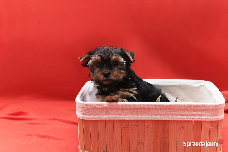 Alutka i siostry Yorkshire Terrier York Oława
