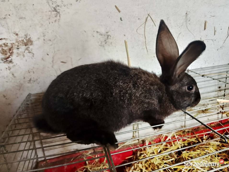 Na sprzedaż młodzież królików Modrze