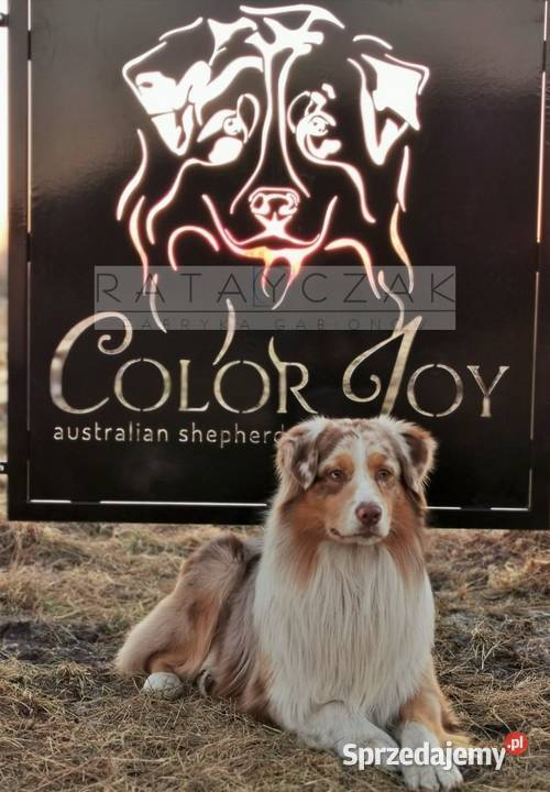 Ogrodzenie wycinane CNC laser nowoczesne ozdobne Gniewkowo