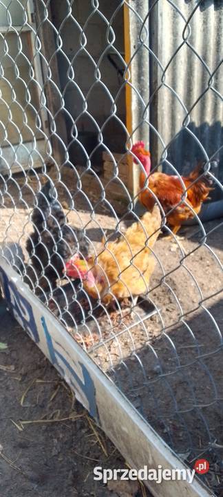 Sprzedam jaja lęgowe kur rasy gołoszyjka Sarnów