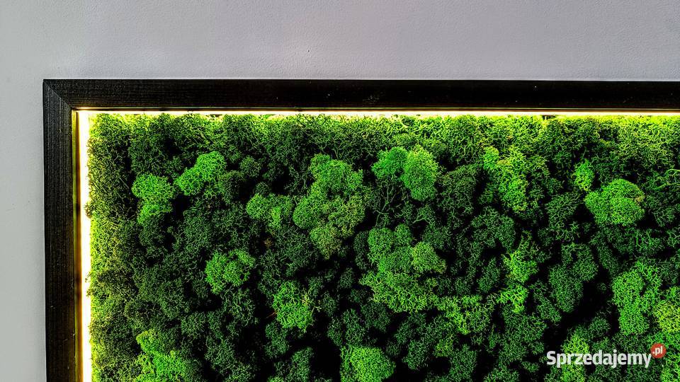 Rama LED z mchem poduszkowym chrobotkiem Kraków