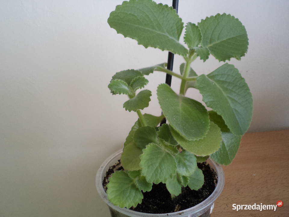 mięta meksykańska kwiat doniczkowy Warszawa