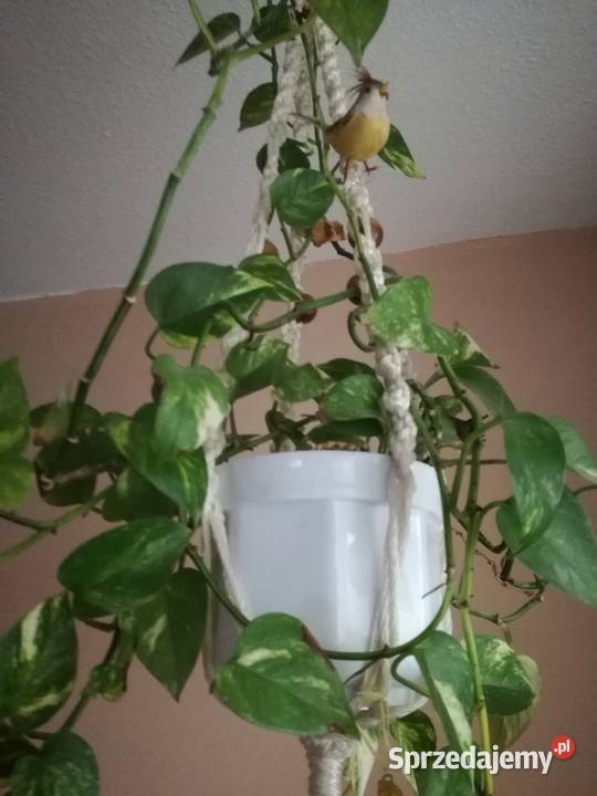 Scindapsus Epipremnum złocisteroślina zielony Łódź