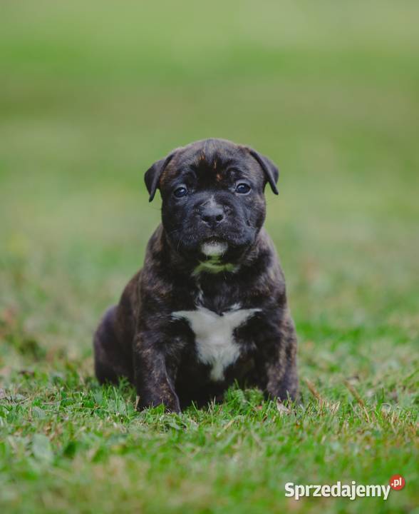 Sprzedam szczeniaki rasy Amstaff z rodowodem śląskie Skrzyszów